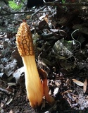 Morchella diminutiva image