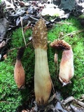 Morchella diminutiva image
