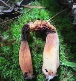 Morchella diminutiva image