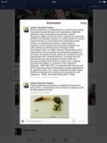 Mutinus argentinus image