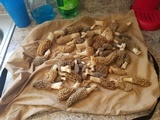 Morchella americana image