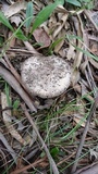Amanita sect. Vaginatae image