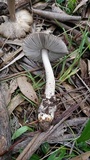 Amanita sect. Vaginatae image