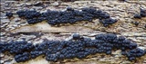 Nemania maritima image