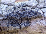 Rinodina oleae image