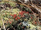 Cladonia didyma image