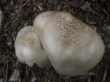 Pluteus petasatus image