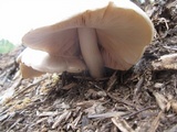 Pluteus petasatus image