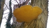 Phellinus robiniae image