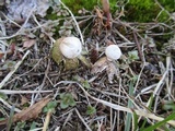 Geastrum minimum image