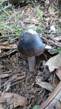 Amanita sect. Vaginatae image
