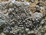 Thelomma mammosum image