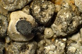 Thelomma mammosum image