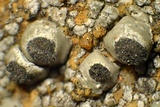 Thelomma mammosum image