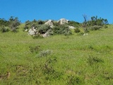Thelomma mammosum image