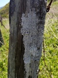 Thelomma californicum image
