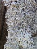 Thelomma californicum image