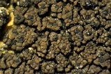Staurothele drummondii image