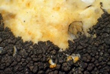 Staurothele drummondii image