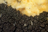 Staurothele drummondii image