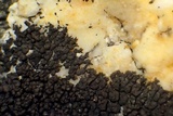 Staurothele drummondii image