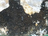 Staurothele drummondii image