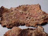 Amylostereum chailletii image