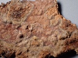 Amylostereum chailletii image