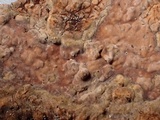 Amylostereum chailletii image