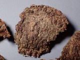 Amylostereum chailletii image