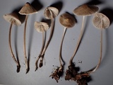 Mycena metata image