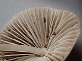 Mycena metata image