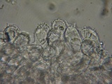 Mycena metata image