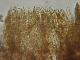 Amylostereum chailletii image