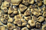 Acarospora rosulata image