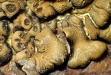 Acarospora rosulata image