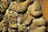Acarospora rosulata image
