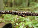 Neodasyscypha cerina image
