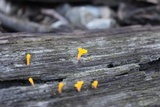 Dacryopinax spathularia image