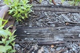 Dacryopinax spathularia image