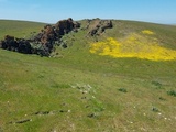 Staurothele drummondii image
