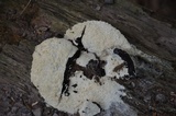 Fuligo septica image