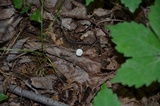 Entoloma alboumbonatum image