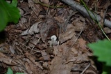 Entoloma alboumbonatum image