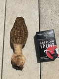 Morchella importuna image