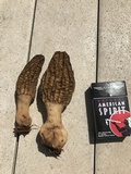 Morchella importuna image