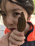 Morchella importuna image