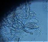 Mycoporum antecellens image