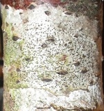 Mycoporum antecellens image