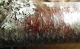 Arthopyrenia analepta image